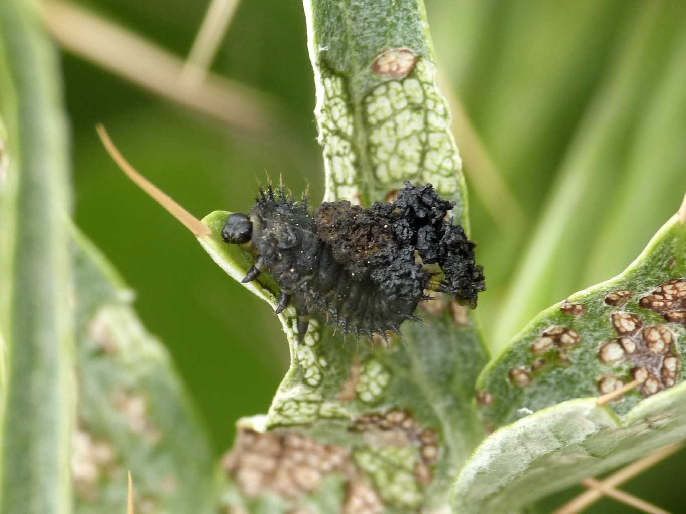 Cassida deflorata: adulto, larva e pupa